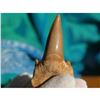 Image 1 : 60 Million Year Old Prehistoric Otodus Shark Tooth Display Fossil