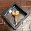 Image 2 : 60 Million Year Old Prehistoric Otodus Shark Tooth Display Fossil