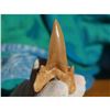 Image 3 : 60 Million Year Old Prehistoric Otodus Shark Tooth Display Fossil