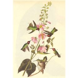 c1946 Audubon Print, #425 Anna's Hummingbird