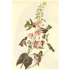 Image 1 : c1946 Audubon Print, #425 Anna's Hummingbird