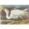 Image 1 : c1946 Audubon Print, #281 Great White Heron