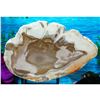 Image 1 : Large Specimen Petrified Wood Slab