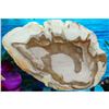 Image 2 : Large Specimen Petrified Wood Slab