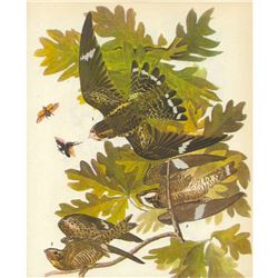 c1946 Audubon Print, #147 Nighthawk