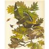 Image 1 : c1946 Audubon Print, #147 Nighthawk