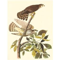 c1950 Audubon Print, Merlin or Pigeon Hawk