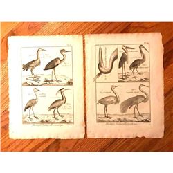Pair of 18thc French Copperplate Engravings, Herons & Cranes