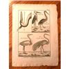 Image 2 : Pair of 18thc French Copperplate Engravings, Herons & Cranes