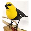 Image 4 : Hand Carved Yellowhead Blackbird by Marty Riley