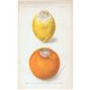 Image 1 : Deborah Griscom Passmore Lemon and Orange#1426774