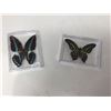Image 1 : Pinned Butterflies
