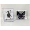 Image 1 : Pinned Butterflyy and Beetle
