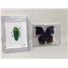 Image 1 : Pinned Butterfly and Beetle