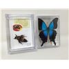 Image 1 : Pinned Butterfly and Bumblebee