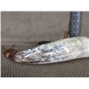 Image 5 : Polished Powder Horn with Depensing End
