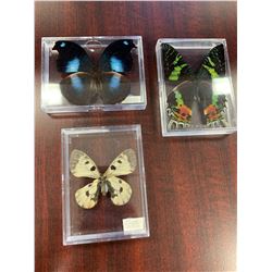Single Butterfly Display Case Lot of 3