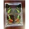 Image 2 : Single Butterfly Display Case Lot of 3
