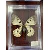 Image 5 : Single Butterfly Display Case Lot of 3