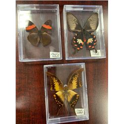 Single Butterfly Display Case Lot of 3