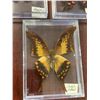 Image 2 : Single Butterfly Display Case Lot of 3
