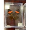 Image 4 : Single Butterfly Display Case Lot of 3