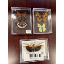 Assorted Butterfly Display Case Lot of 3