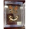 Image 2 : Assorted Butterfly Display Case Lot of 3