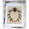 Image 1 : BEAR CLAW NECKLACE, HAND MADE ALBERTA ORIGINAL