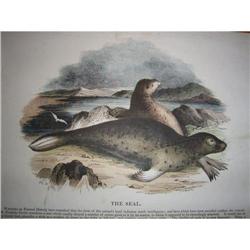 hand-coloured engraving of The SEAL #1402654