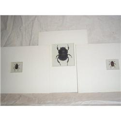 3 Copper Engravings with Insects from  1780 #1402677