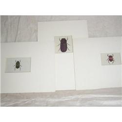 3 Copper Engravings with Insects from  1780 #1402678