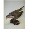 Image 1 : SHOREBIRD CARVING