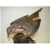 Image 3 : SHOREBIRD CARVING