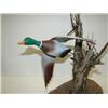 Image 2 : FLYING MALLARD DECOY