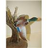 Image 3 : FLYING MALLARD DECOY