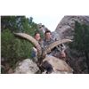 Image 1 : Spanish Ibex Hunt with Spain Safaris