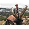 Image 4 : Spanish Ibex Hunt with Spain Safaris