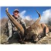 Image 5 : Spanish Ibex Hunt with Spain Safaris