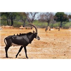 Dries Visser Safaris 7 - day for Roan & Sable Antelopes for 2 Hunters & Companions