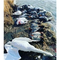 North Dakota Duck & Goose Hunt for 2
