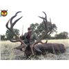 Image 3 : Giuseppe Carrizosa – SPAIN     4-day Red Deer Hunt for 1 hunter