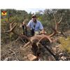 Image 4 : Giuseppe Carrizosa – SPAIN     4-day Red Deer Hunt for 1 hunter