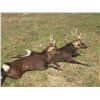 Image 2 : Sika Deer Hunt for 2 youth with Williamson Outfitters