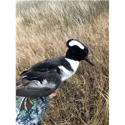 2-Day “Bring a Veteran” Duck/Goose Hunt for 3 Hunters on Southern Eastern Shore of MD