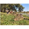 Image 7 : Africa Maximum Safaris 7 Day Nile Crocodile for 2 Hunters & 2 Observers