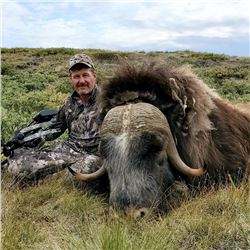 Muskox Hunt in Greenland