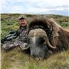 Image 1 : Muskox Hunt in Greenland