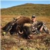 Image 2 : Muskox Hunt in Greenland