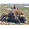 Image 4 : Muskox Hunt in Greenland